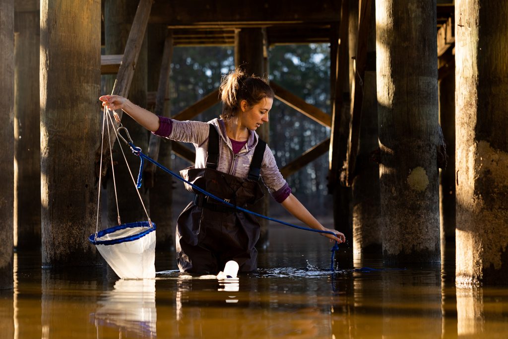 Emily Harmon draws a plankton net from the water while collecting microscopic organisms called rotifers under the fishing dock at Jordan Lake.