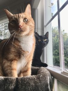 An orange cat sits in front with a black cat behind, both by the window but looking at the camera.
