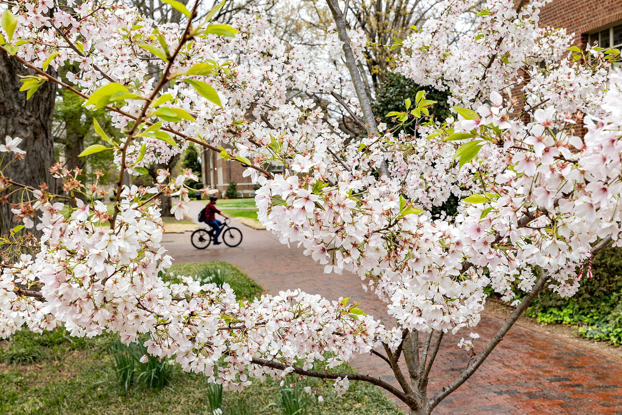 Small white flowers bloom on a tree, with campus walkways seen behind them.